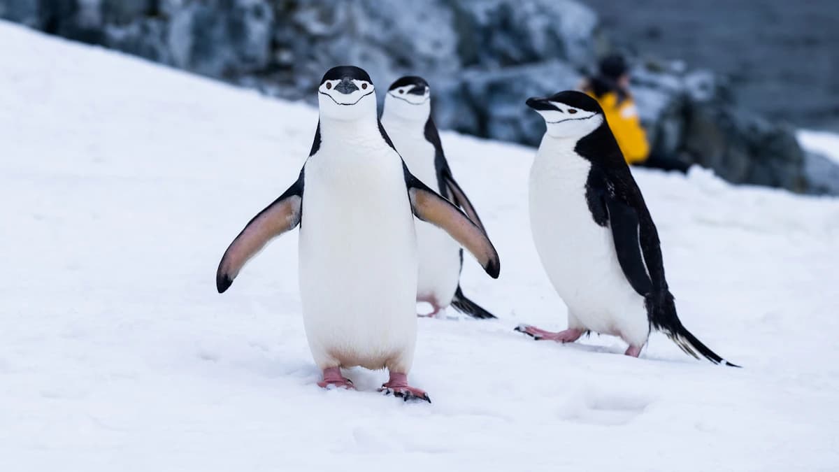 Chinstrap penguins standing on Antarctic snow